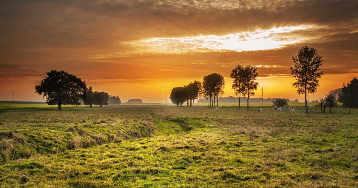 Open rural paddock with scattered trees under a warm sunset sky